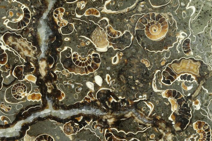 Polished Ammonite (Promicroceras) Slab - Marston Magna Marble #131988